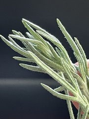 Artemisia carruthii