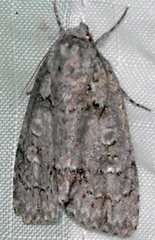 Acronicta modica