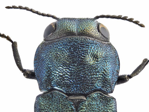 Agrilus cyanescens, photo 8 of 10