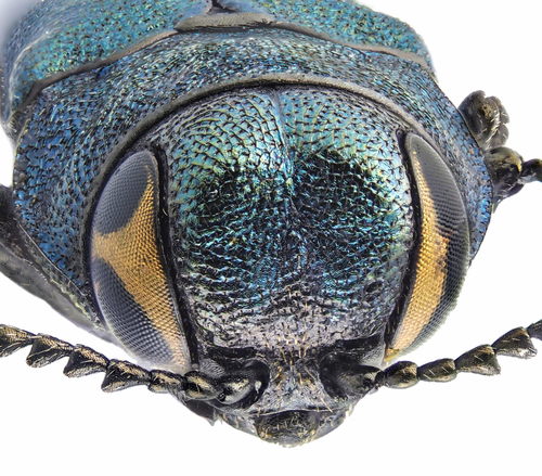 Agrilus cyanescens, photo 7 of 10