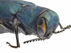 Agrilus cyanescens
