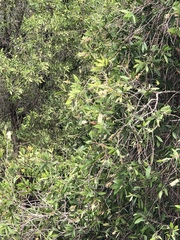 Melaleuca cajuputi