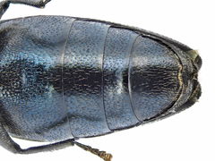 Agrilus cyanescens
