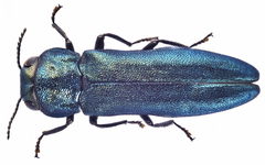 Agrilus cyanescens