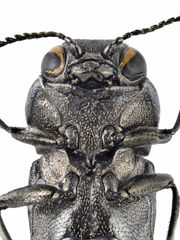 Agrilus cyanescens