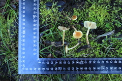 Pholiota