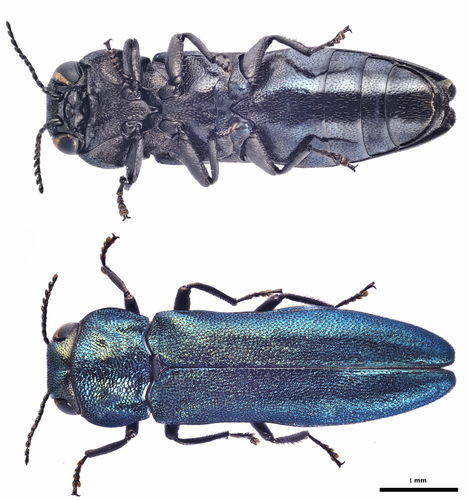 Agrilus cyanescens, photo 6 of 10