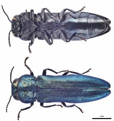 Agrilus cyanescens