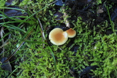 Pholiota
