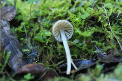 Mycena