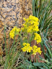 Solidago