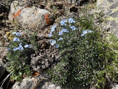 Eritrichium alpinum