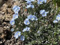 Eritrichium alpinum