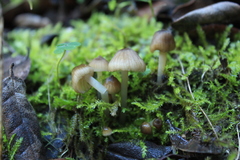 Mycena