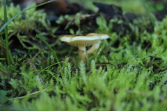 Pholiota