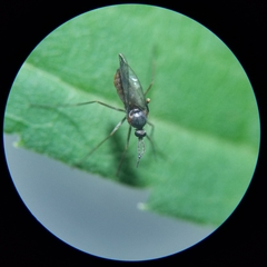 Asphondylia solidaginis