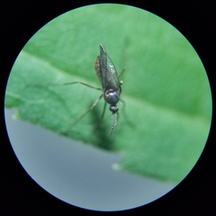 Asphondylia solidaginis