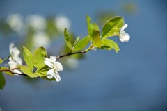 Amelanchier bartramiana