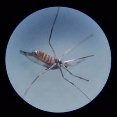 Asphondylia solidaginis