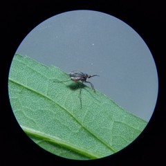 Asphondylia solidaginis