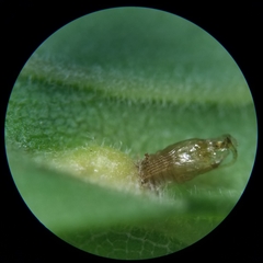 Asphondylia solidaginis