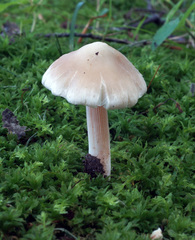 Inocybe albodisca