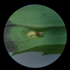 Asphondylia solidaginis