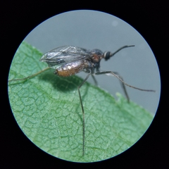 Asphondylia solidaginis