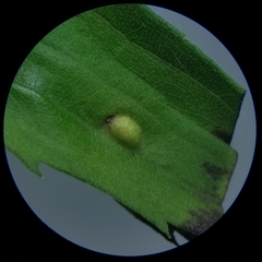 Asphondylia solidaginis