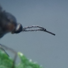 Asphondylia solidaginis