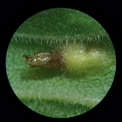 Asphondylia solidaginis