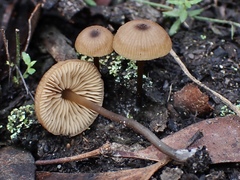 Entoloma readiae