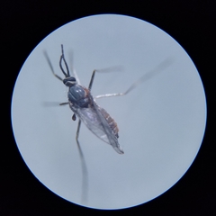 Asphondylia solidaginis