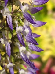 Coleus scutellarioides