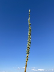 Agave utahensis