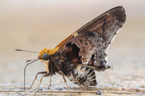 Proteides mercurius (Fabricius, 1787)