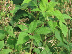 Rubus ablatus