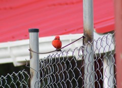 Pyrocephalus rubinus piurae