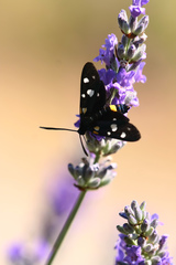 Zygaena ephialtes