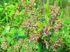 Rubus ablatus