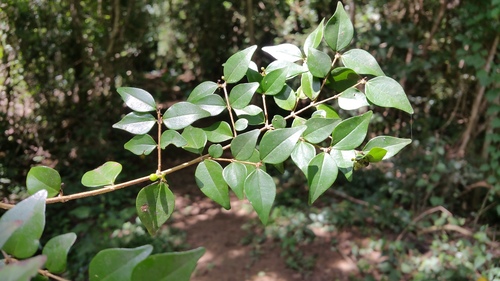 Strychnos myrtoides (Strychnos myrtoides)