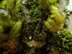 Zygodon viridissimus