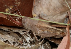 Yrrhapta