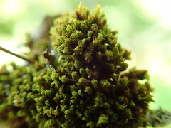 Zygodon viridissimus