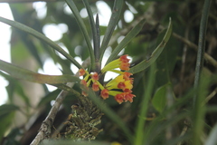 Maxillaria aggregata