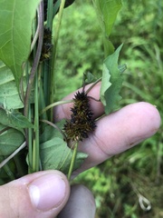 Carex mesochorea
