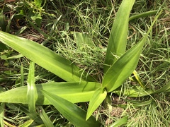 Crinum pedunculatum