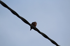 Zenaida auriculata pentheria