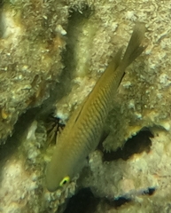 Plectroglyphidodon marginatus