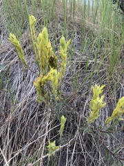 Orthocarpus luteus